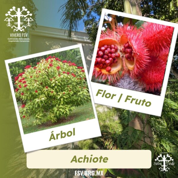 Achiote