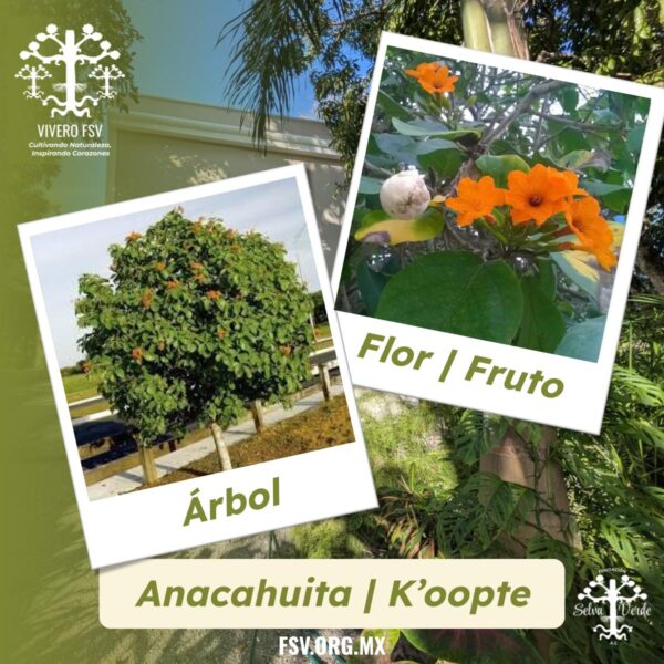 Anacahuita