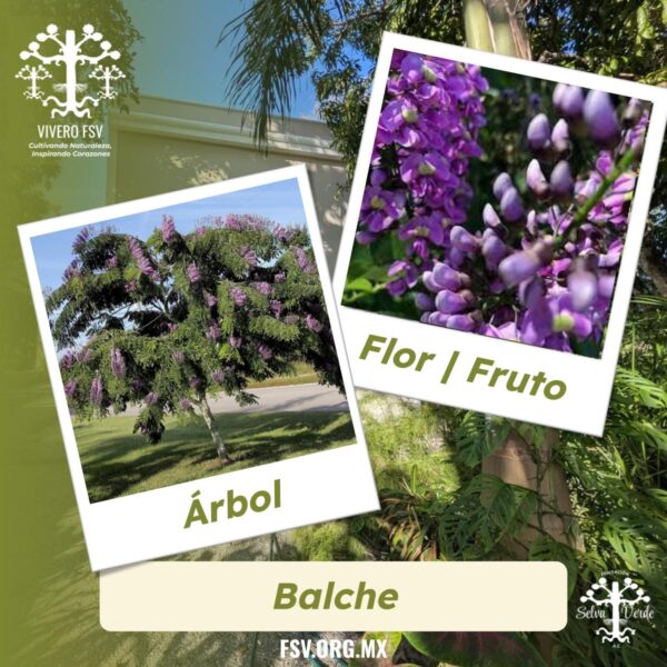 Balche
