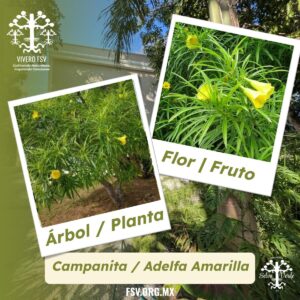 Campanita