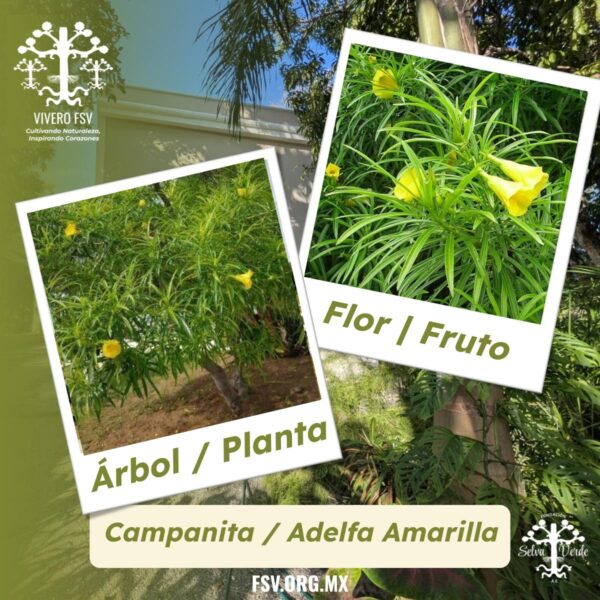 Campanita