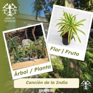 Canción de la India