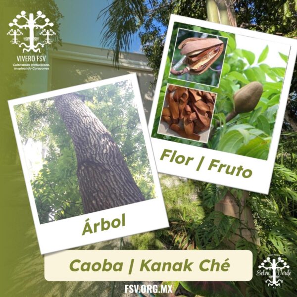 Caoba