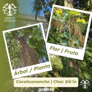 Chac Sik'in