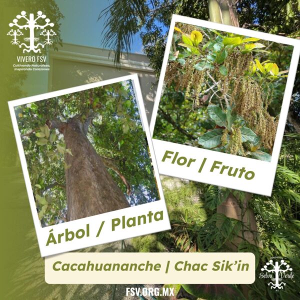 Chac Sik'in