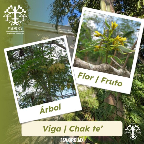 Chacte Viga