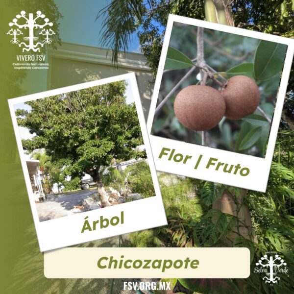 Chicozapote
