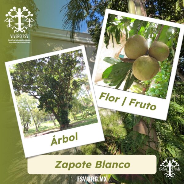 Zapote Blanco