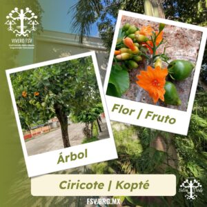 Ciricote