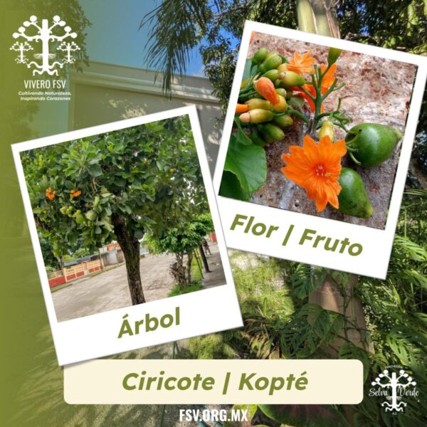 Ciricote