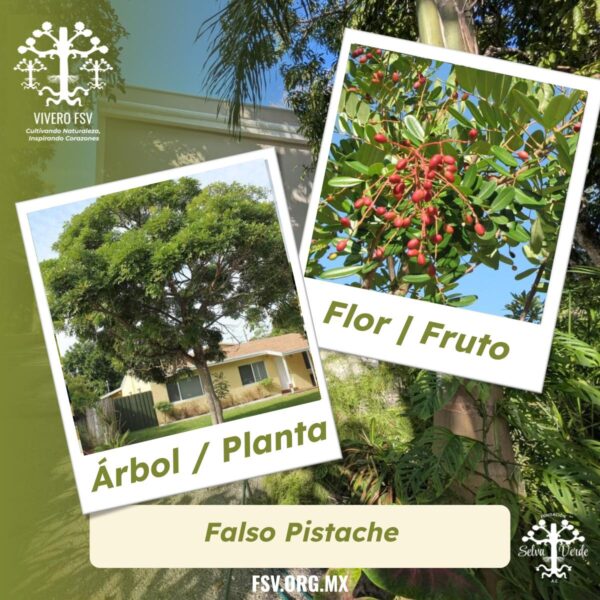 Falso Pistache