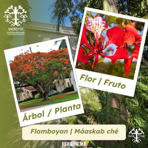 Flamboyán