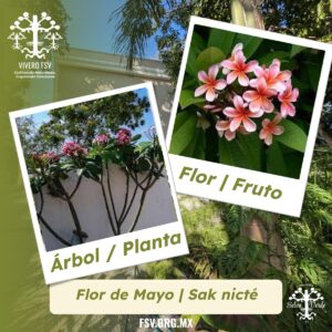 Flor de Mayo