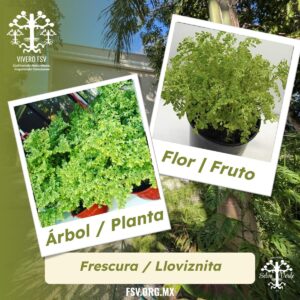 Frescura / Lloviznita
