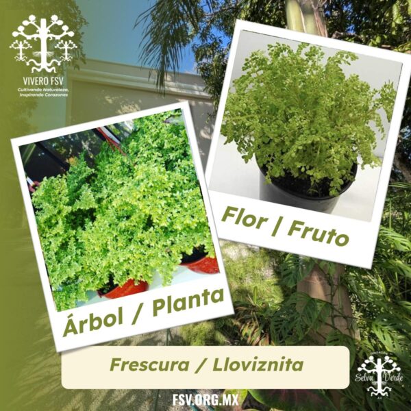 Frescura / Lloviznita