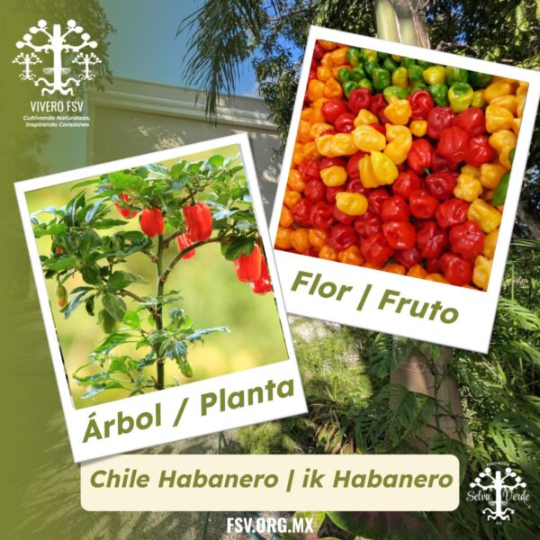 Chile Habanero