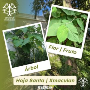 Hoja Santa