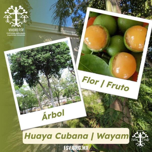 Huaya Cubana