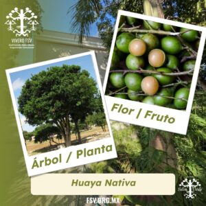 Huaya Nativa