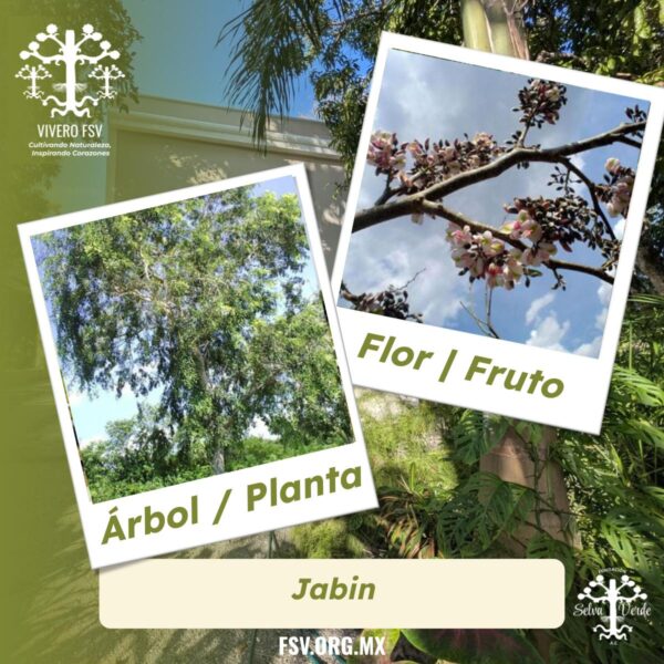 Jabin
