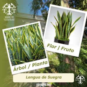 Lengua de suegra