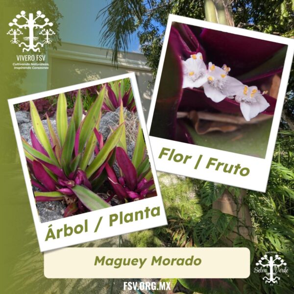 Magueyito / Reos Morados