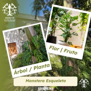 Monstera Esqueleto