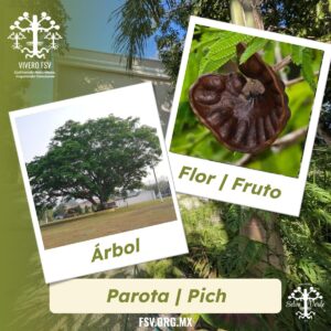Parota
