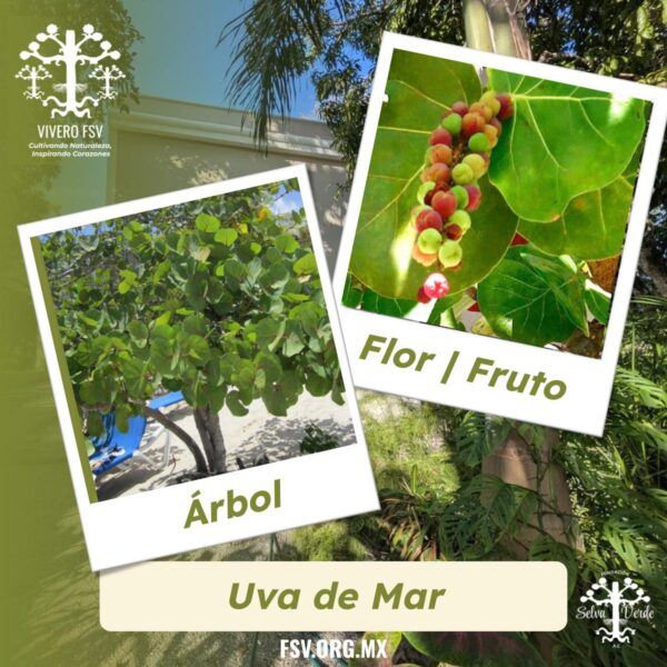 Uva de mar